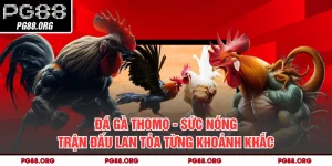 Đá Gà Thomo - Sức Nóng Trận Đấu Lan Tỏa Từng Khoảnh Khắc
